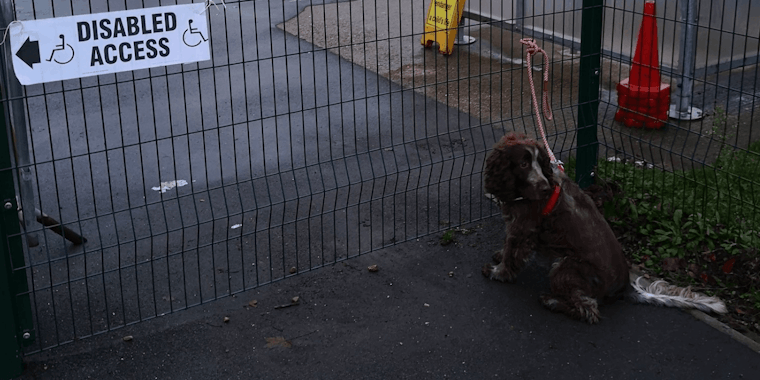dogs at polling stations