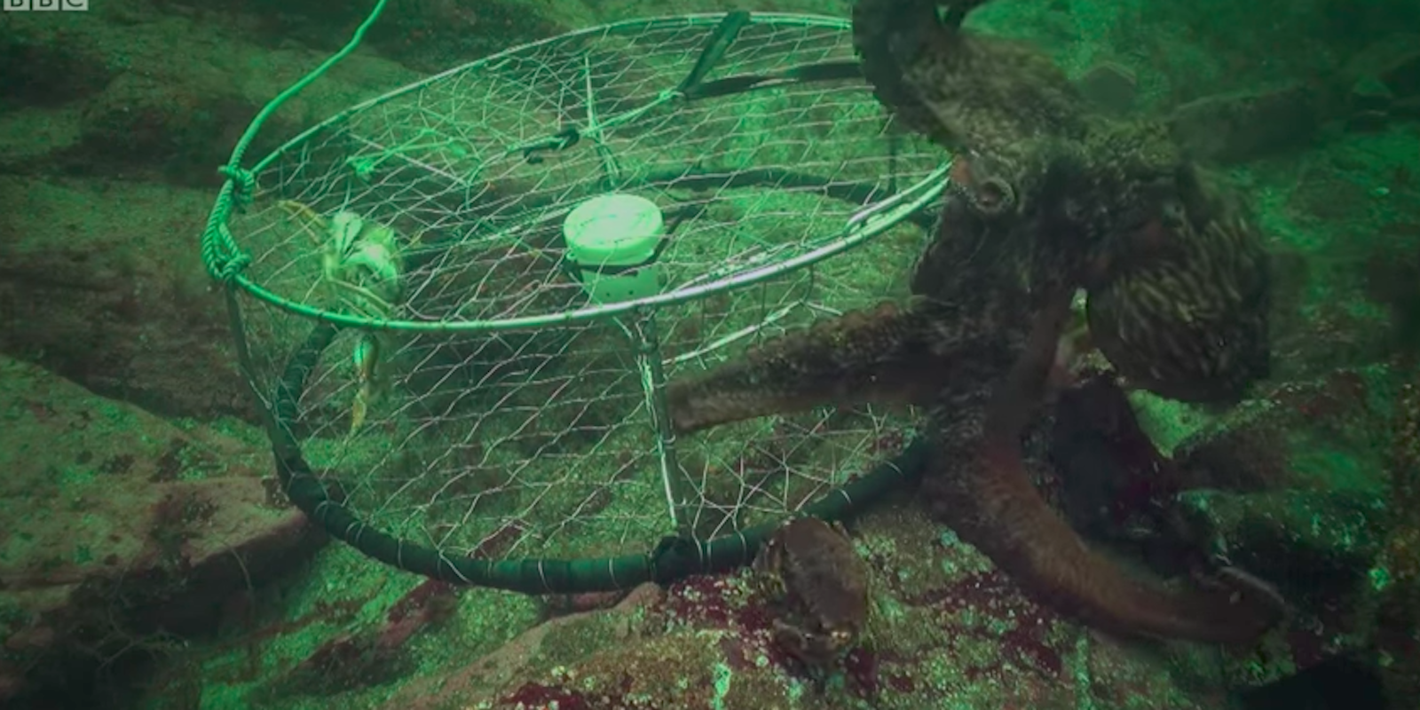 octopus crab trap