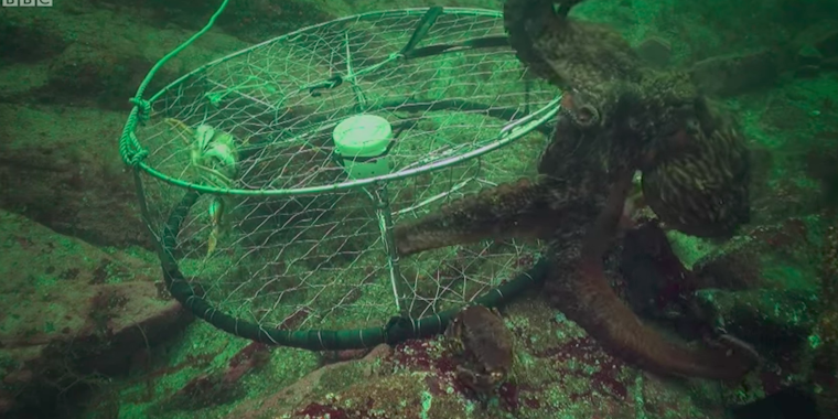 octopus crab trap