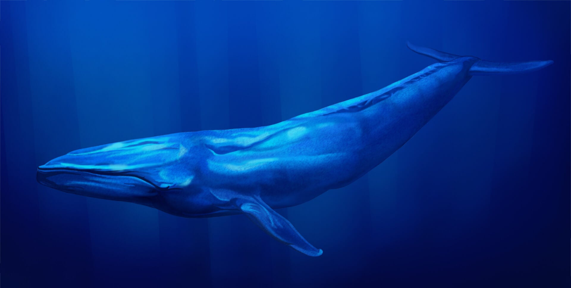 blue whale