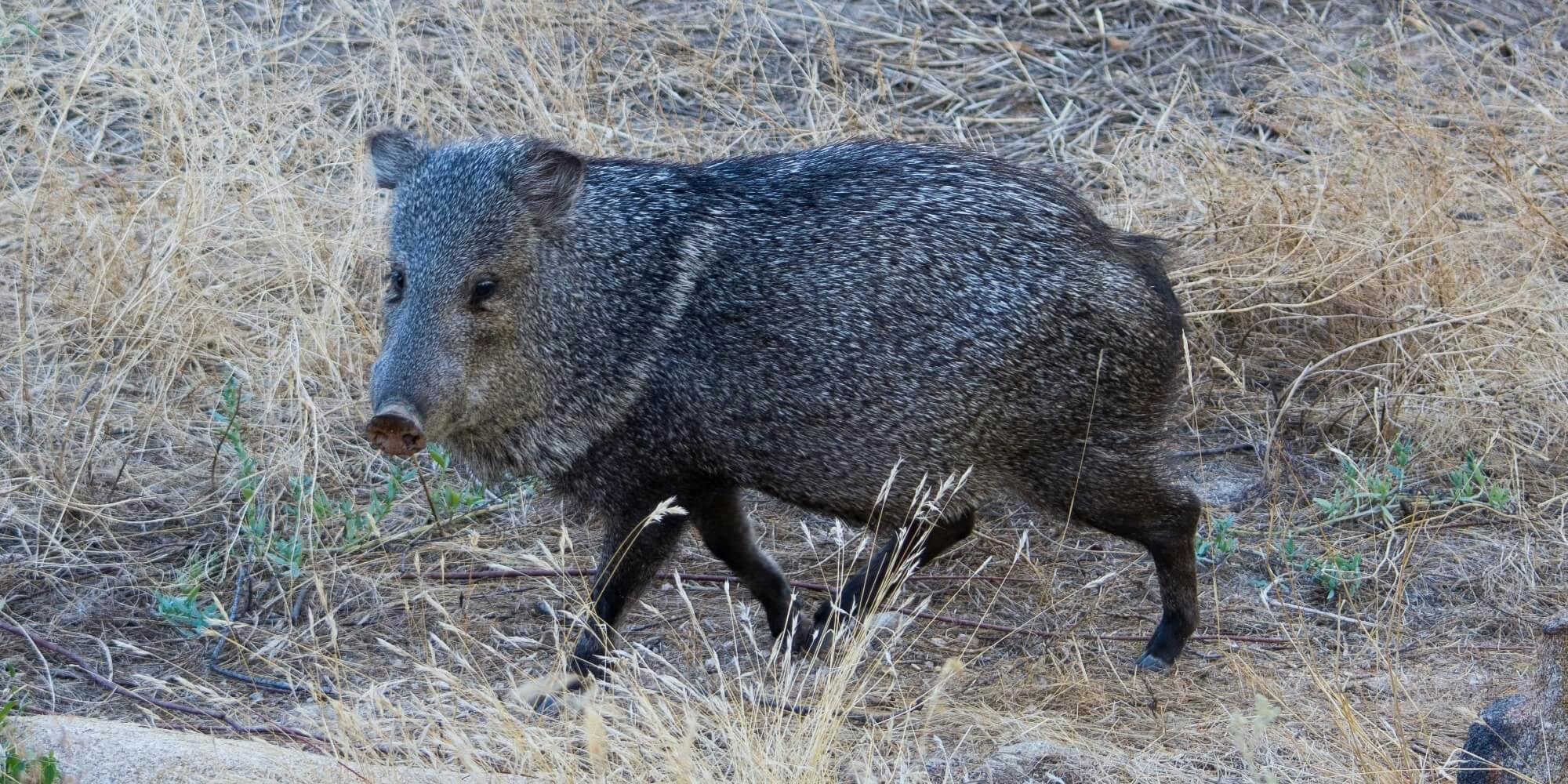 Viral Video Reveals Just How Fast A Wild Javelina Can Run