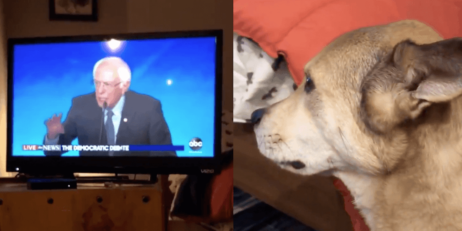 A dog named Tuna intensely watches Sen. Bernie Sanders (I-Vt.)