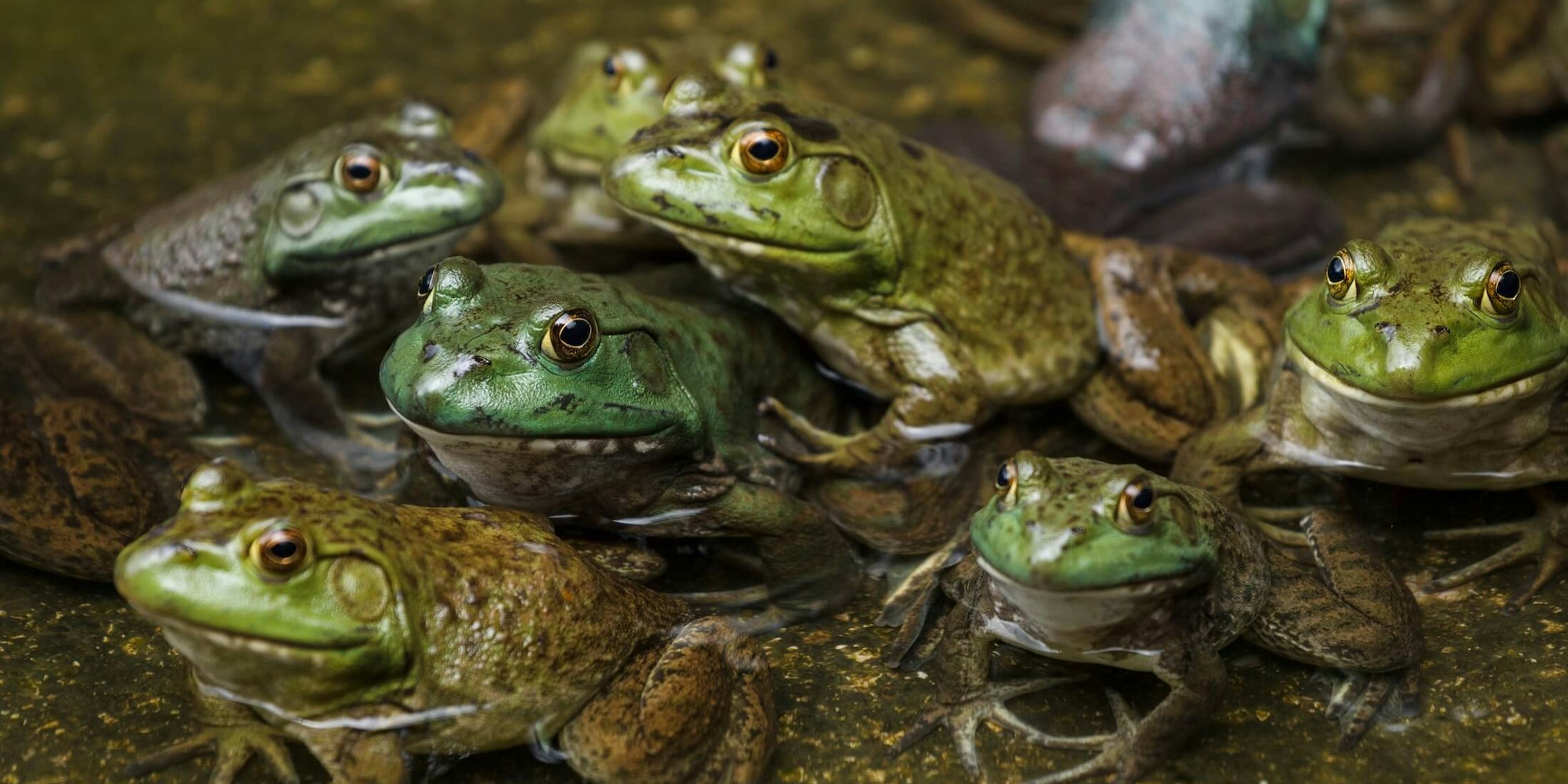 reddit relationships frogs