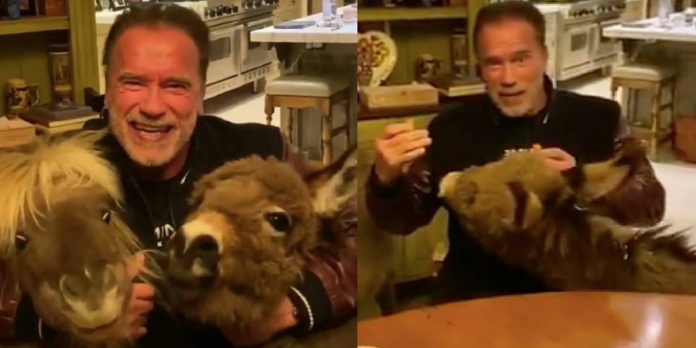 Arnold Schwarzenegger with his ponies during coronavirus video