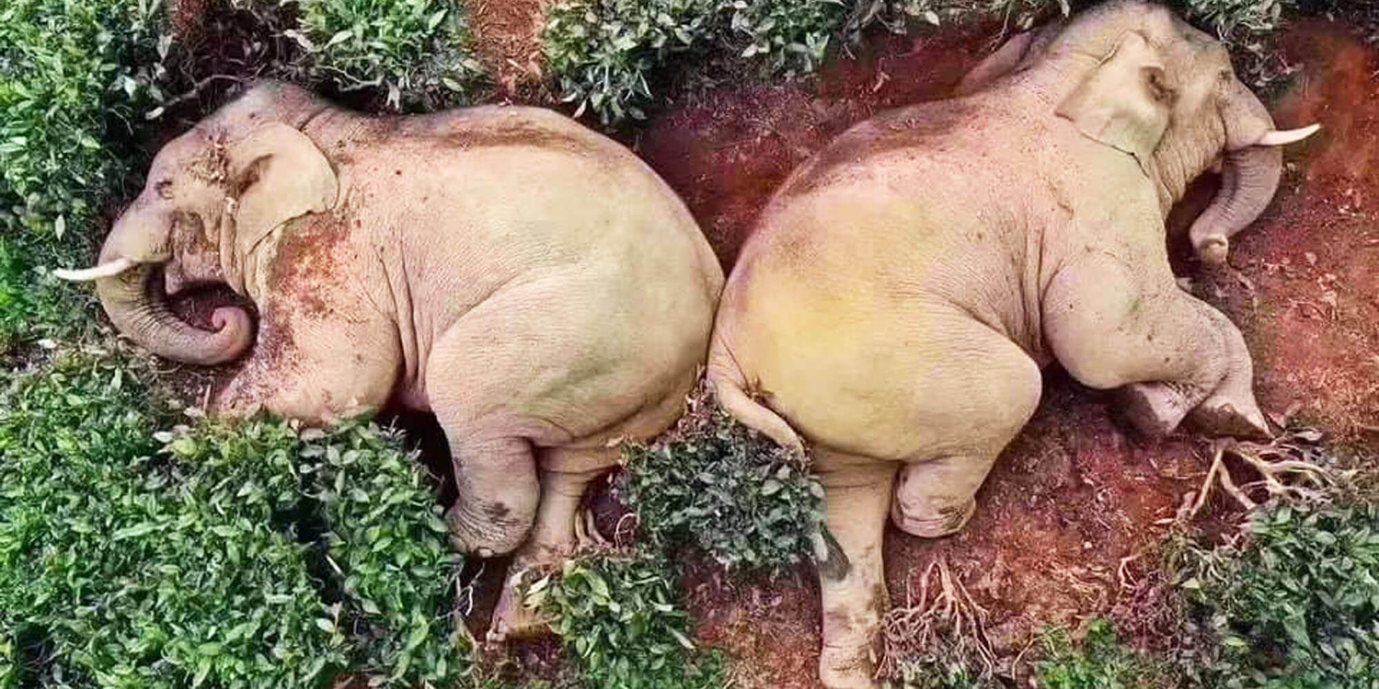 Drunk Elephant Viral Story Debunked By Internet Sleuths