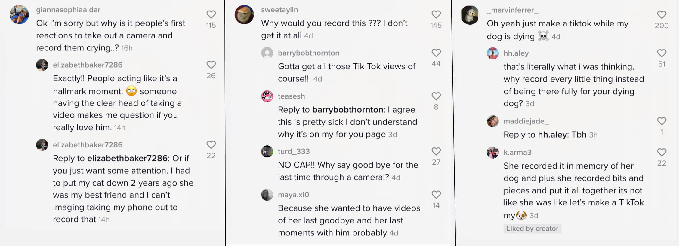 TikTok - dog - negative comments