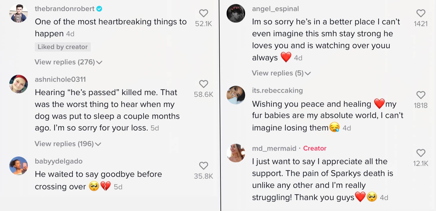 TikTok User Posts the Moment her Dog Dies. People are Furious