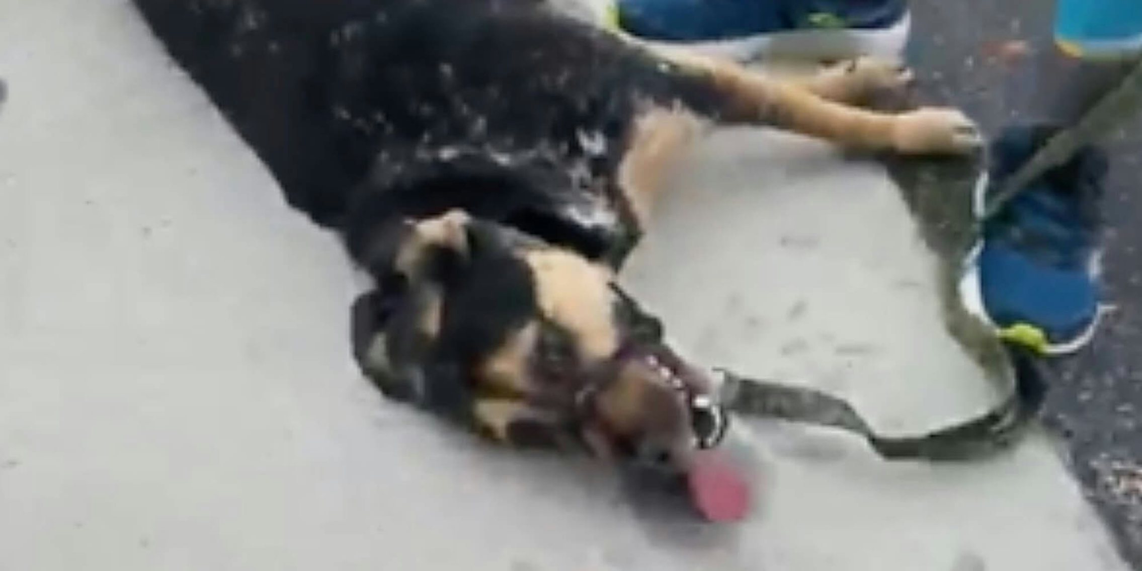 A dog laying on the ground with its tongue out