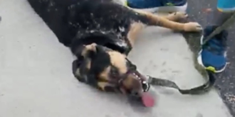 A dog laying on the ground with its tongue out