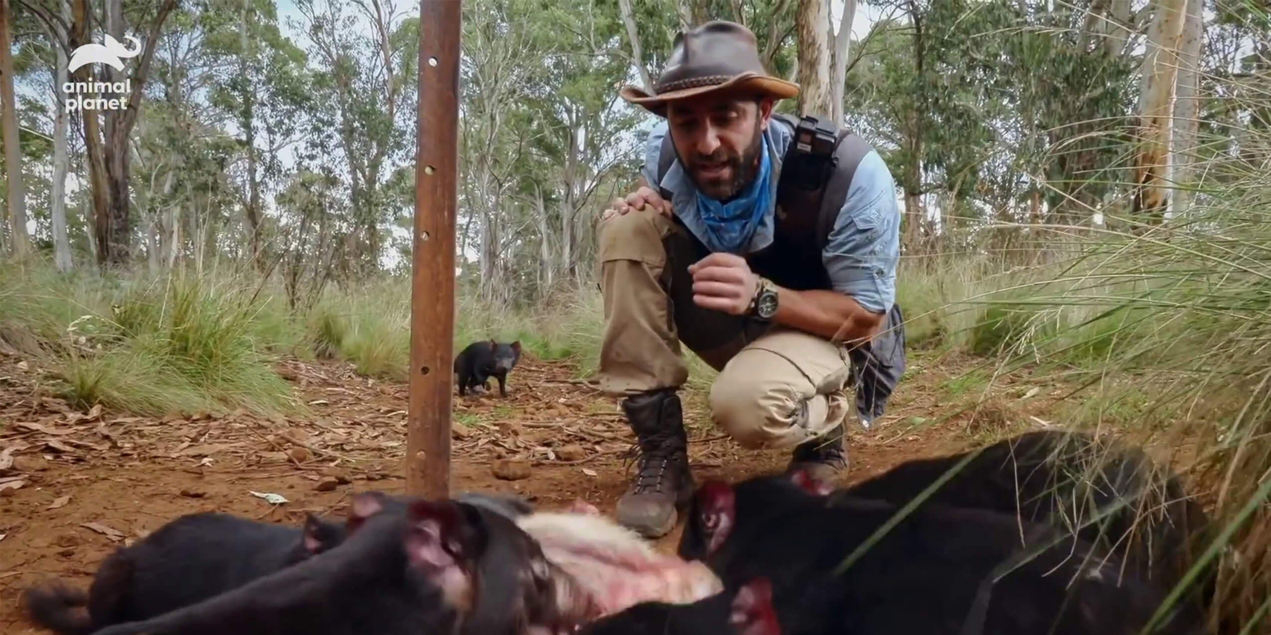 Coyote Peterson brave the wild