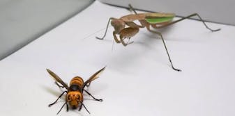 praying mantis murder hornet