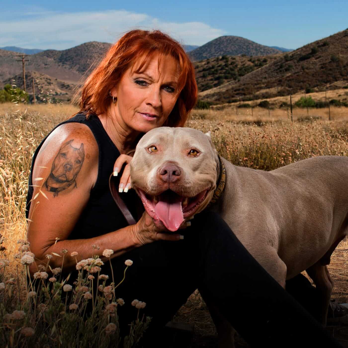 Stream Pit Bulls And Parolees How To Watch Online   Pit Bulls And Parolees 