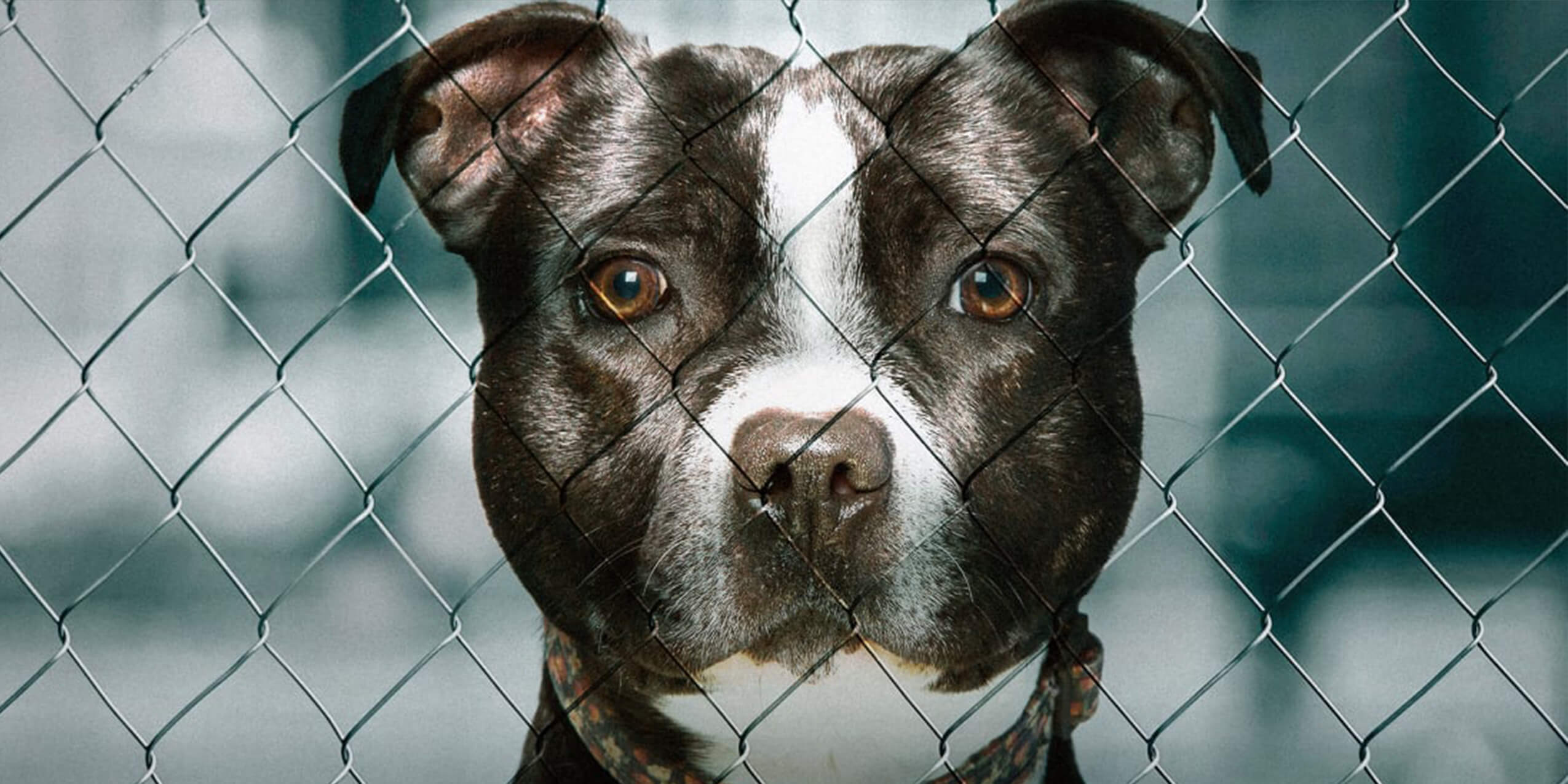 Pit Bulls & Parolees: Our Biggest Rescues Pictures - Rotten Tomatoes