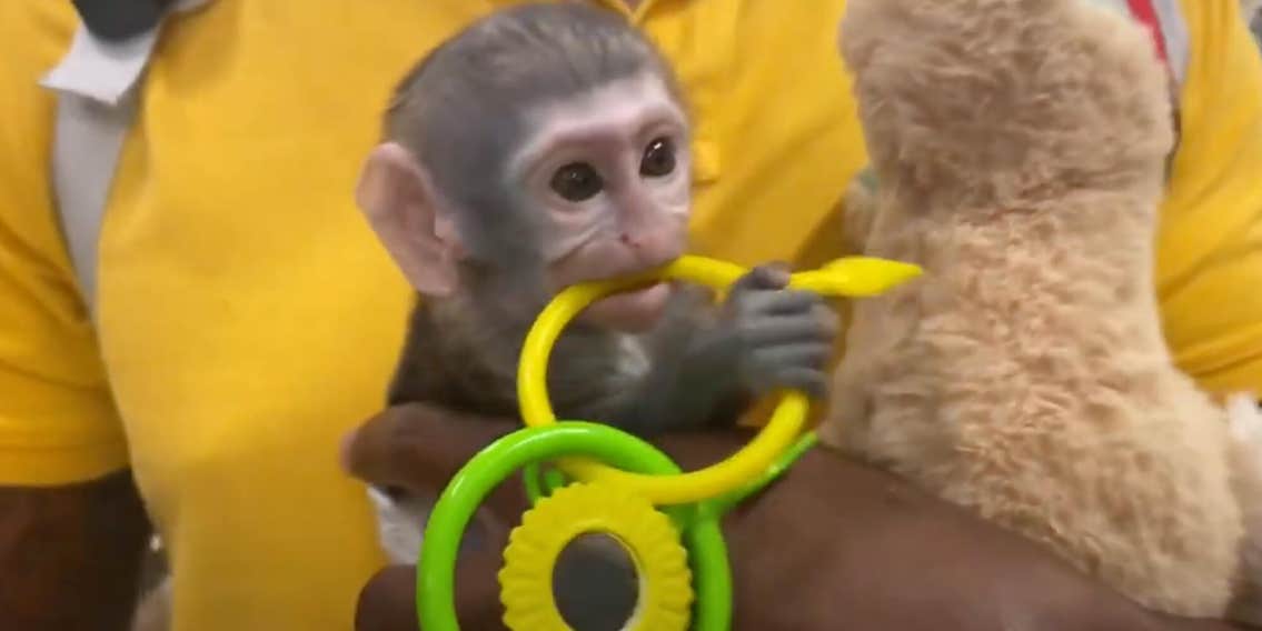 Move Over Dancers. This Baby Monkey is the New TikTok Star
