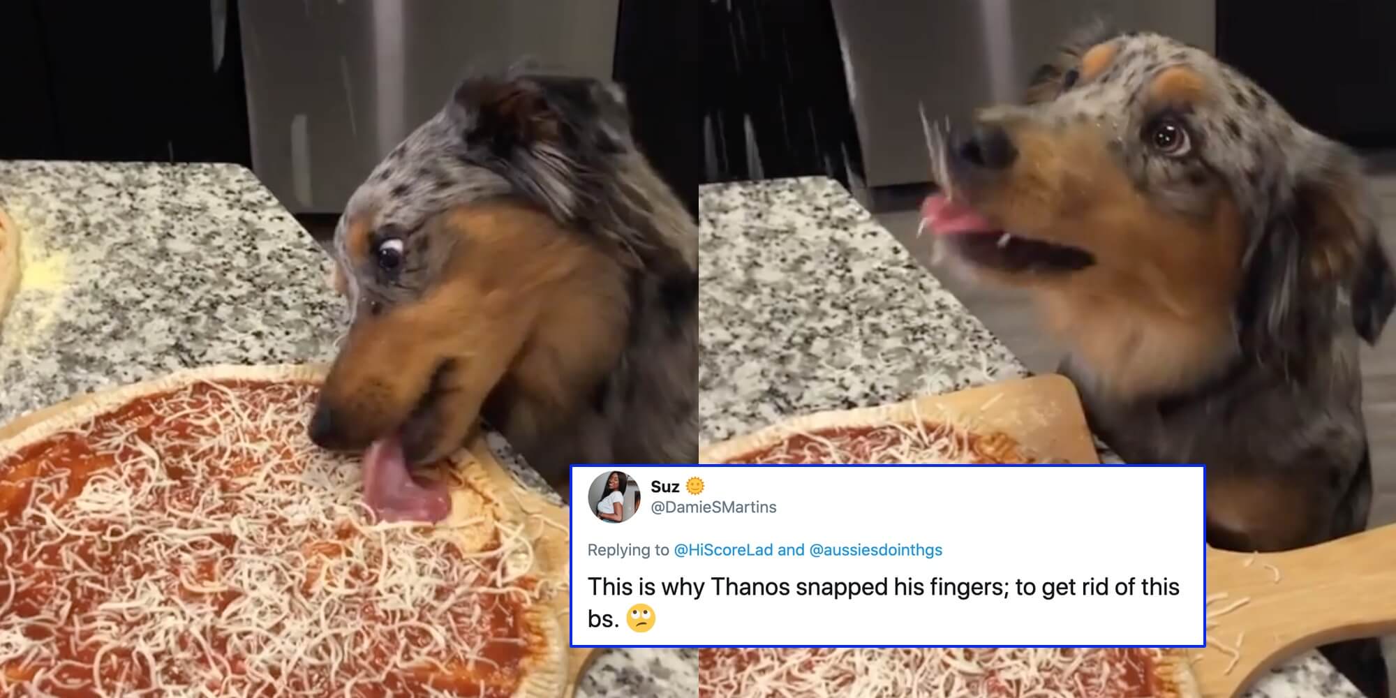 People Are Grossed Out by Dog Licking Cheese His Humans' Pizza