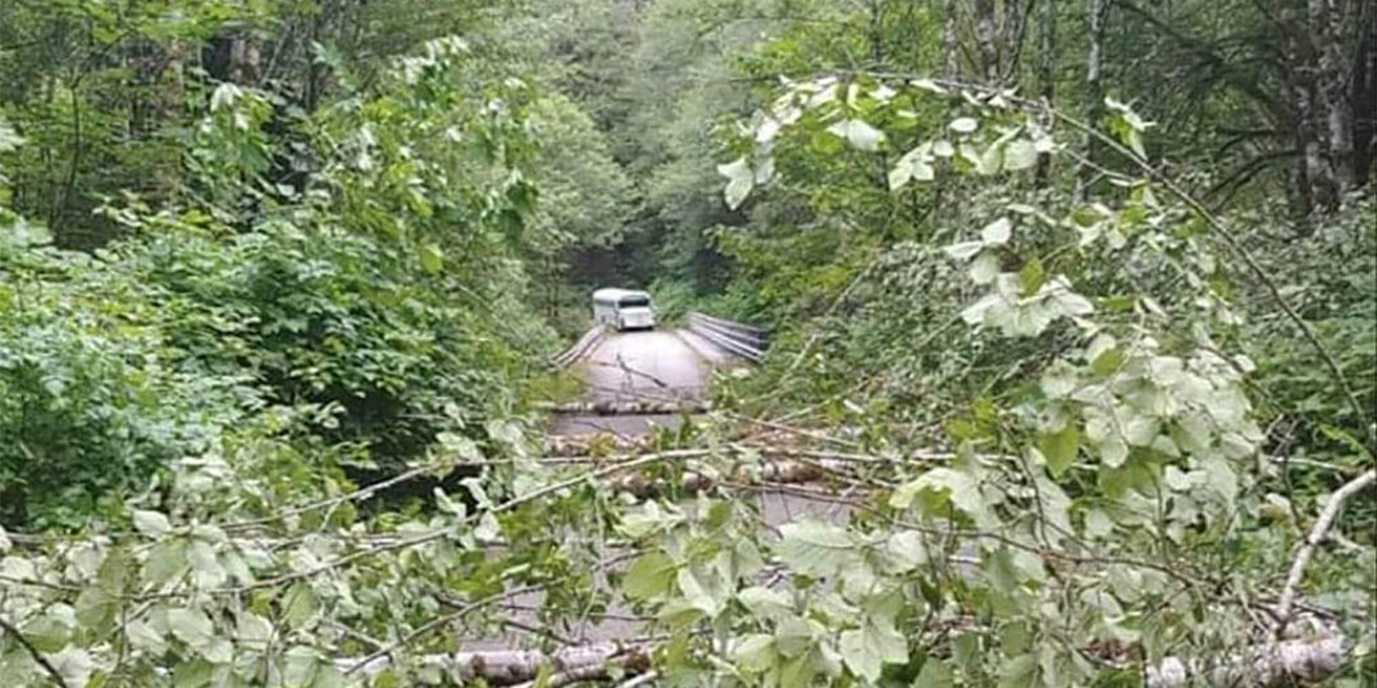 bus crossing bridge approaches road blocked by trees