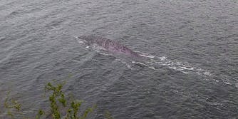picture of large unidentified creature in loch ness