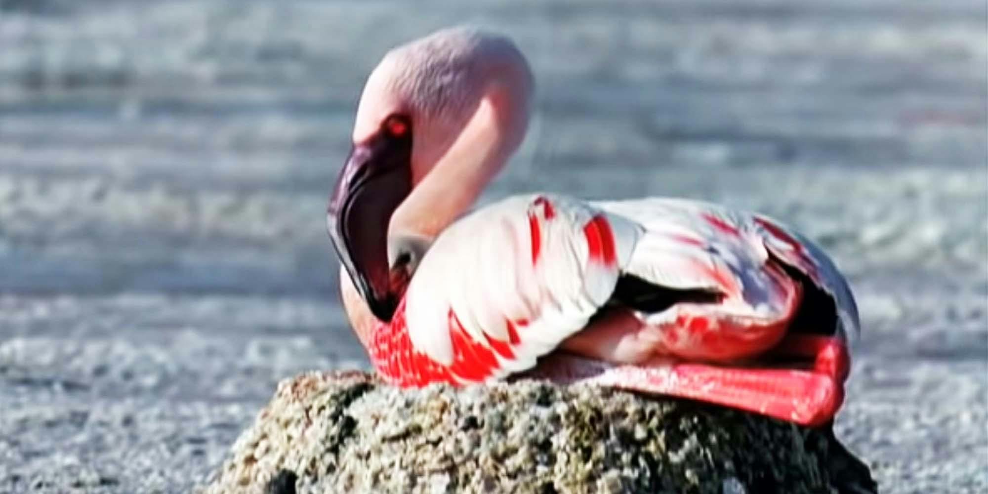 disney plus mystery of the flamingos