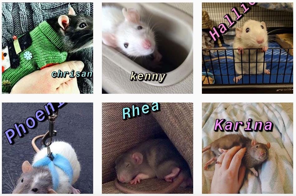 what rat are you