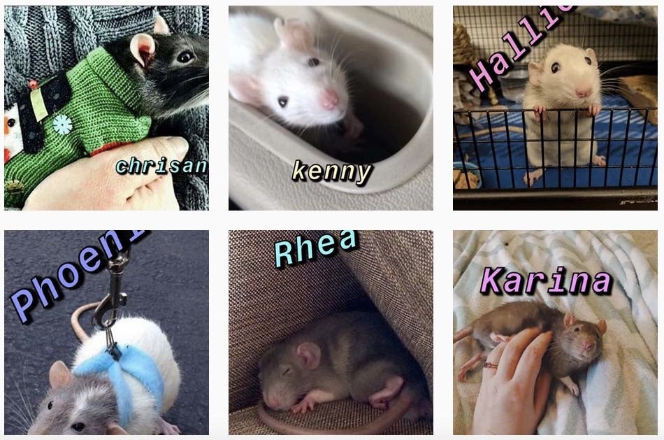 what rat are you