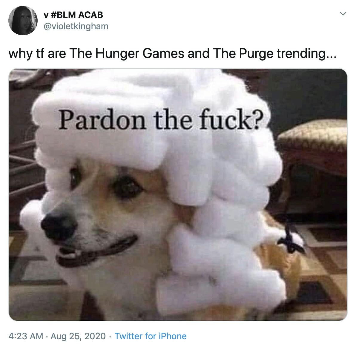 "why tf are The Hunger Games and The Purge trending..." little dog in a barristers wig saying "Pardon the Fuck?