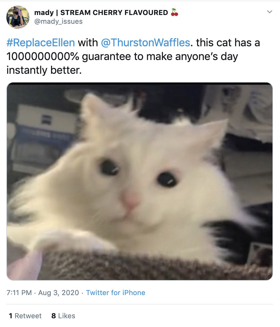 "#ReplaceEllen with  @ThurstonWaffles . this cat has a 1000000000% guarantee to make anyone’s day instantly better." image of white fluffy cat with a confused expression