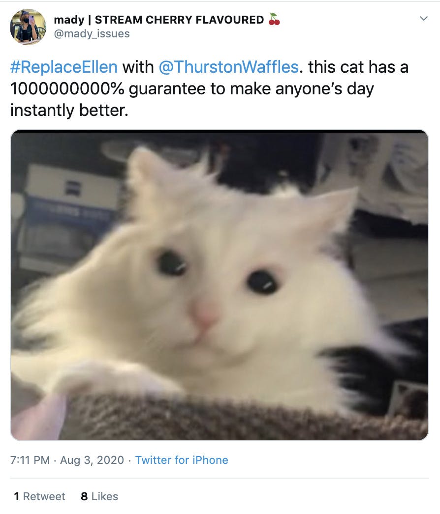 "#ReplaceEllen with @ThurstonWaffles . this cat has a 1000000000% guarantee to make anyone’s day instantly better." image of white fluffy cat with a confused expression