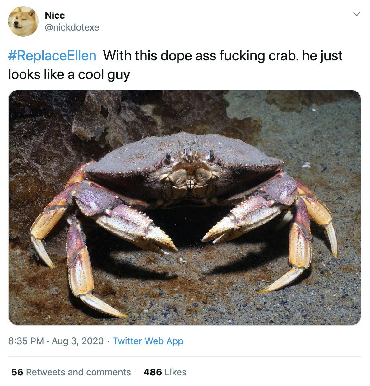 "#ReplaceEllen With this dope ass fucking crab. he just looks like a cool guy" image of crab
