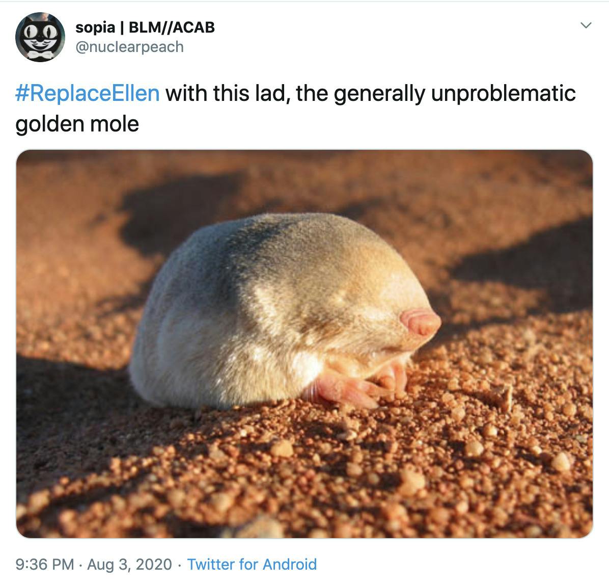 "#ReplaceEllen with this lad, the generally unproblematic golden mole" image of golden mole