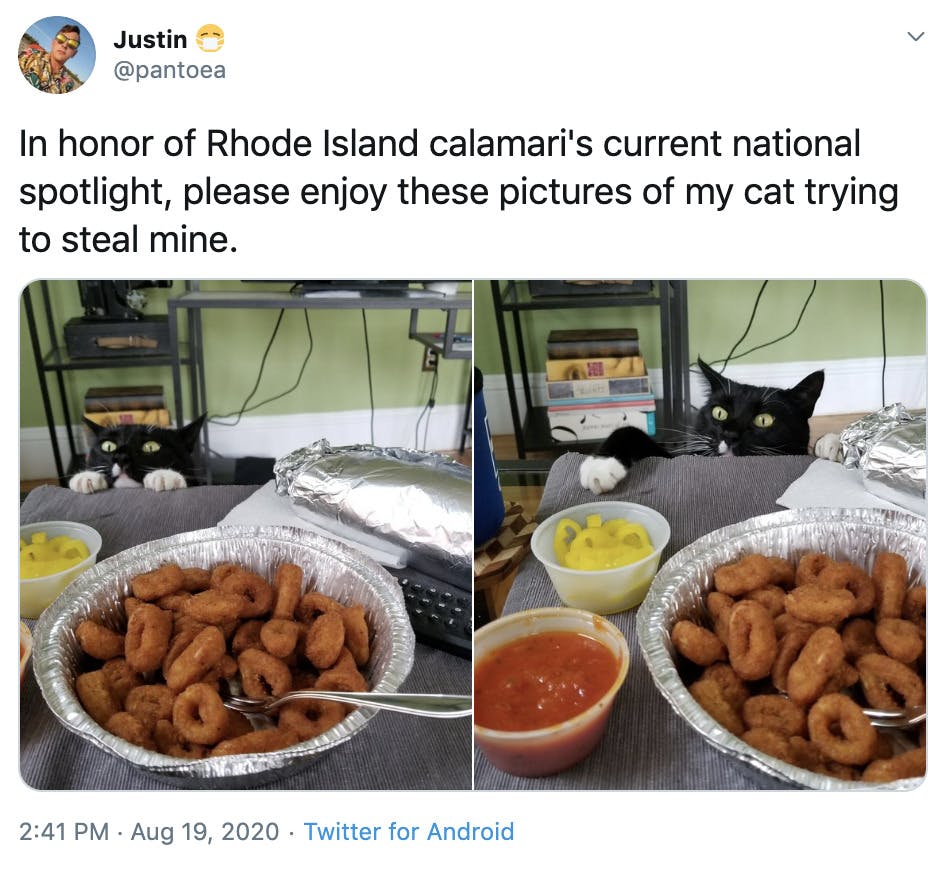 "In honor of Rhode Island calamari's current national spotlight, please enjoy these pictures of my cat trying to steal mine." two pictures of a black and white cat sneakily reaching for calamari