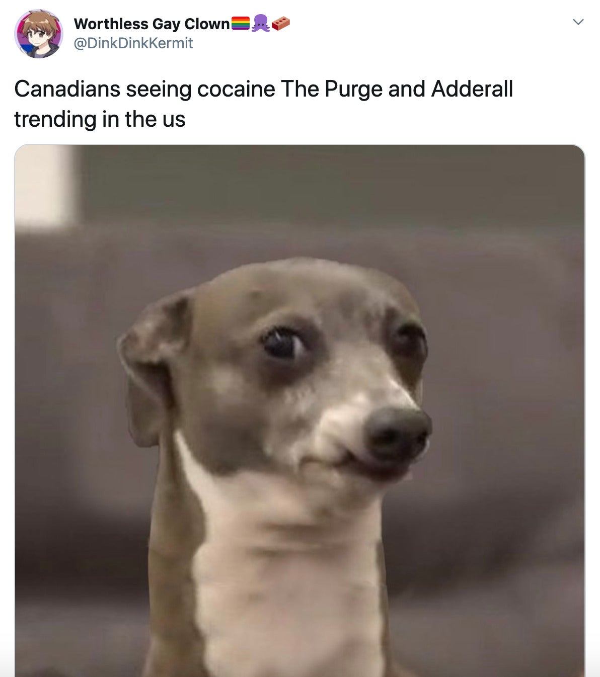 "Canadians seeing cocaine The Purge and Adderall trending in the us" picture of a grey and white dog looking suspicious