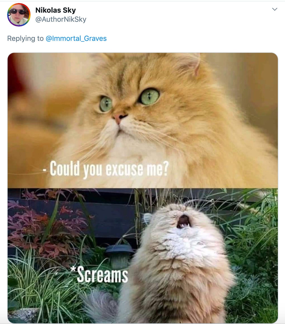 Two pictures of a fluffy orange cat, the first has "could you please excuse me?" written on it and the second features it screaming at the sky