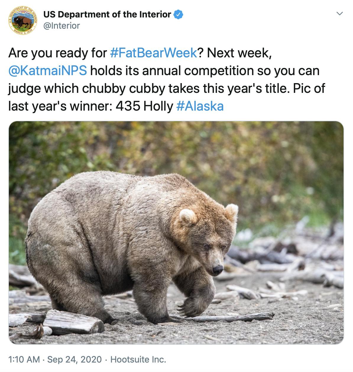 "Are you ready for #FatBearWeek? Next week,  @KatmaiNPS  holds its annual competition so you can judge which chubby cubby takes this year's title. Pic of last year's winner: 435 Holly #Alaska" photograph of a very fat brown bear