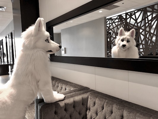 A white wolf furry looks at their reflection in a mirror