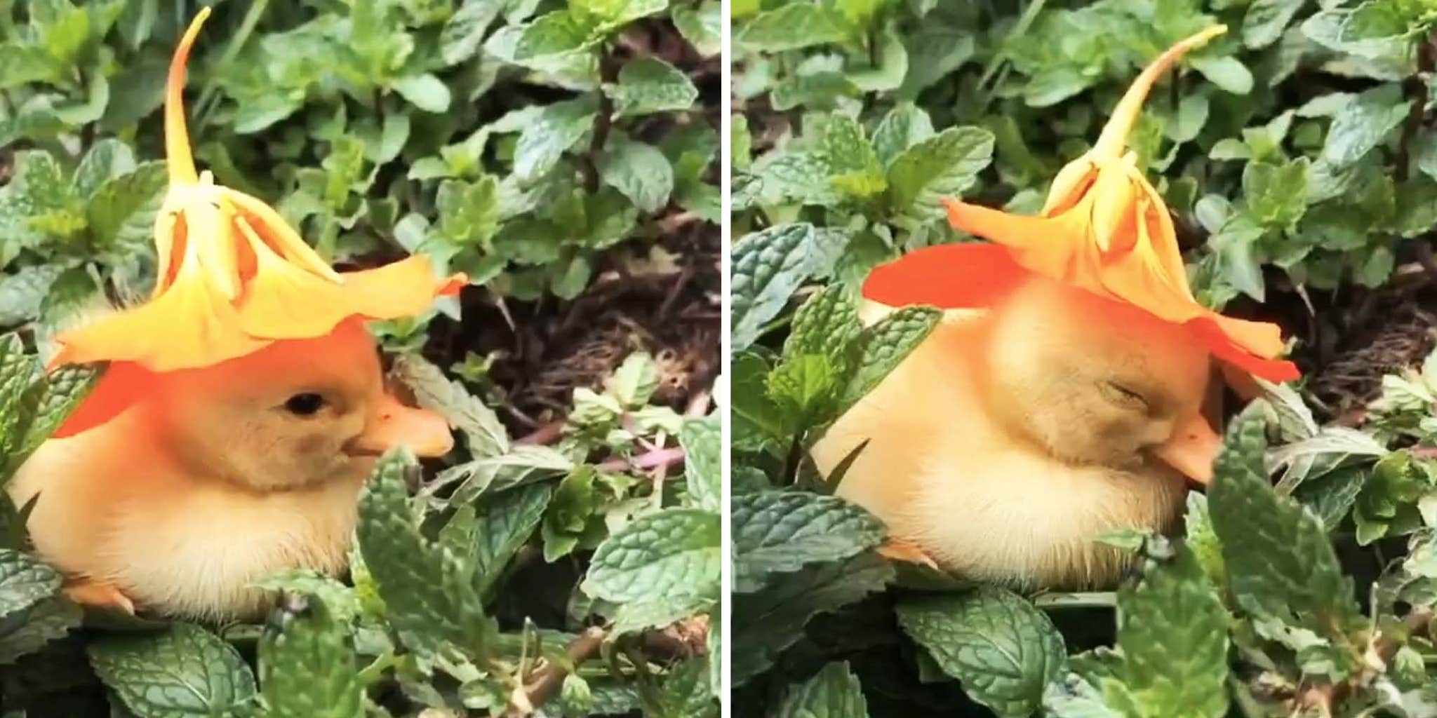 Baby Duck Falling Asleep With Flower On Its Head Captivates The Internet
