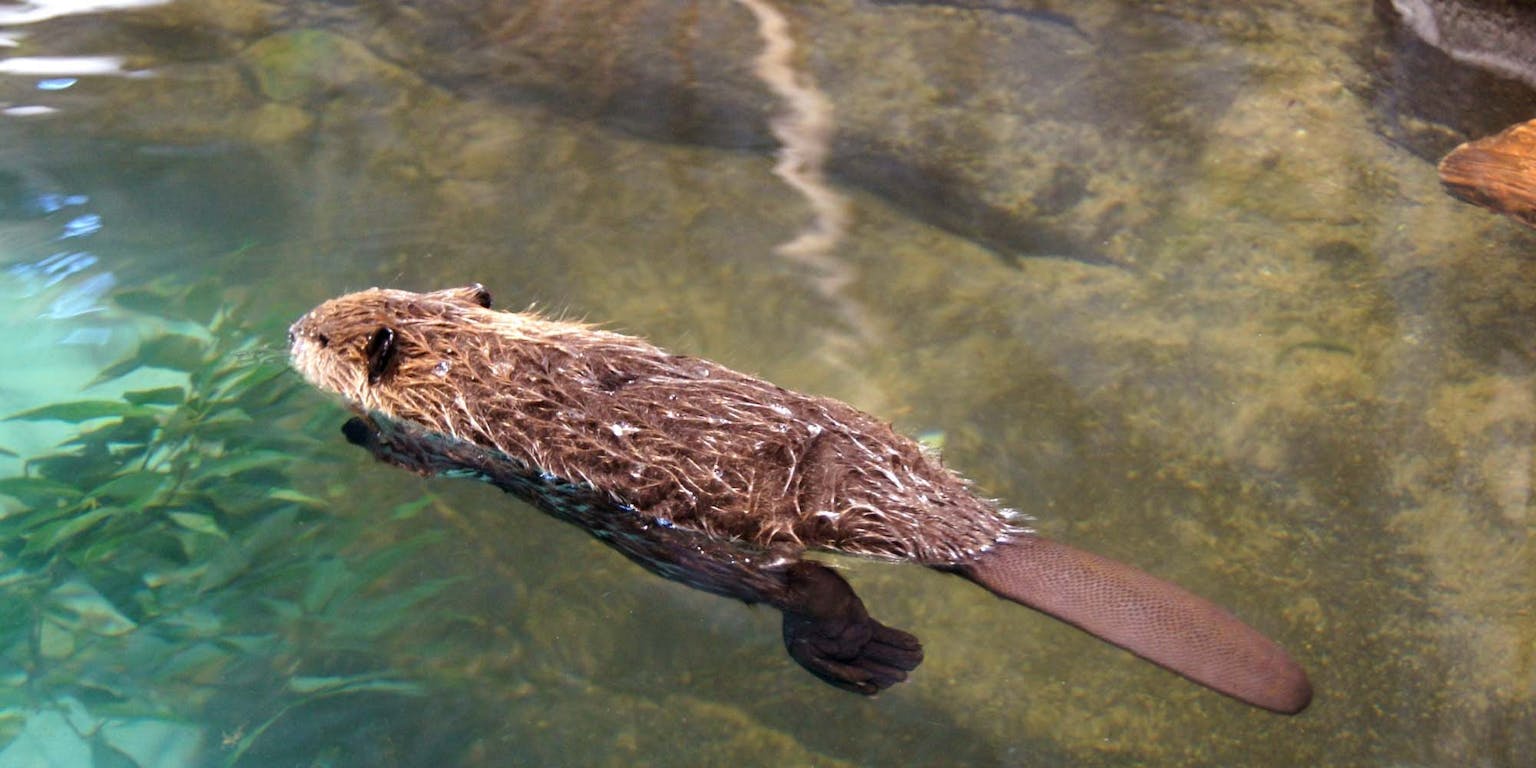Beaver Photo That Took Four Years To Capture Inspires Twitter Jokes