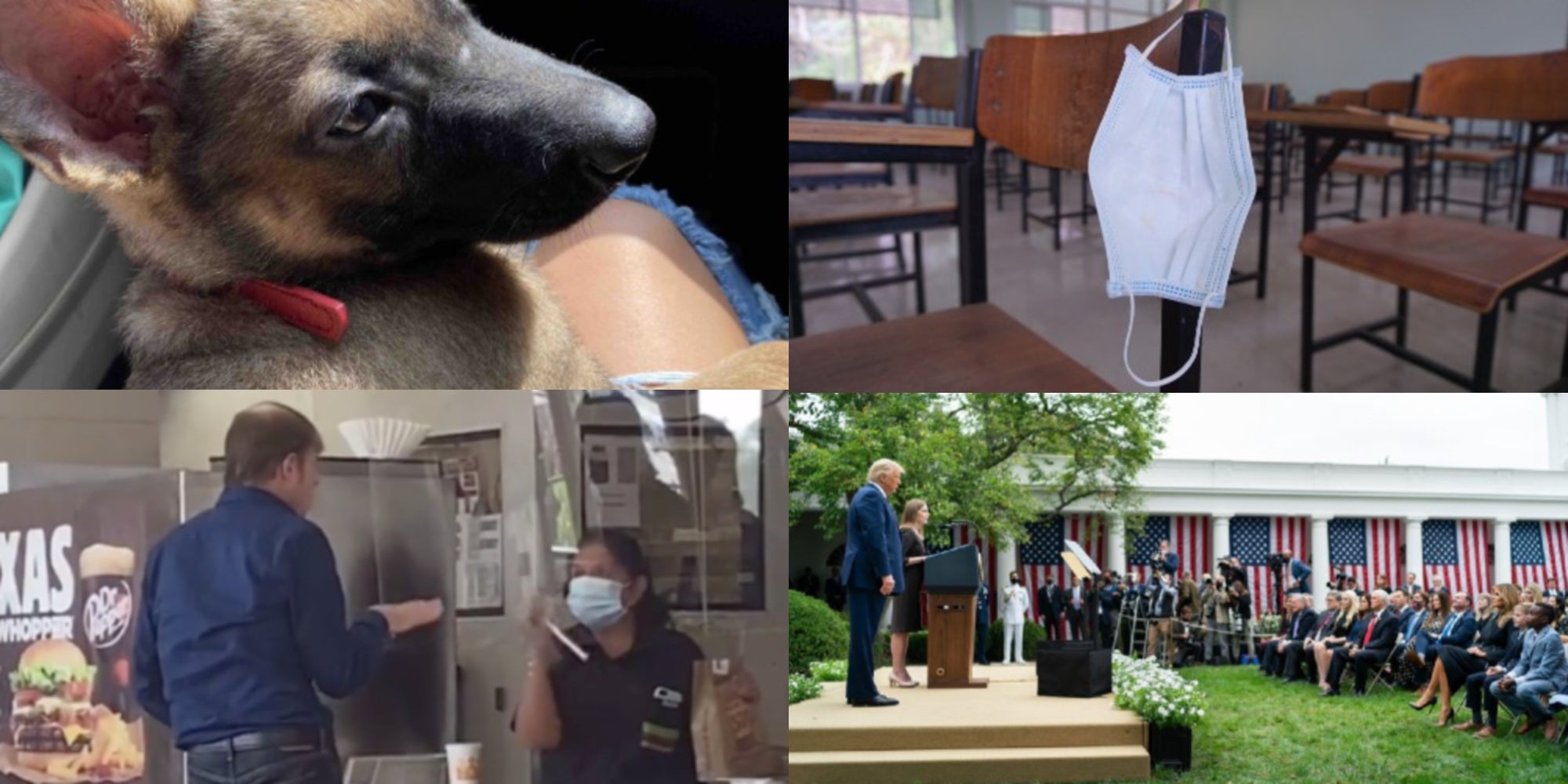 #Weekend update: A puppy thrown by its owner, an anti-mask student, and more #Weekend update: A puppy thrown by its owner, an anti-mask student, and more