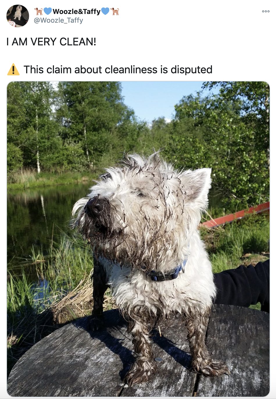 'I AM VERY CLEAN! Warning sign This claim about cleanliness is disputed' photograph of a happy mud covered white Scots terrier
