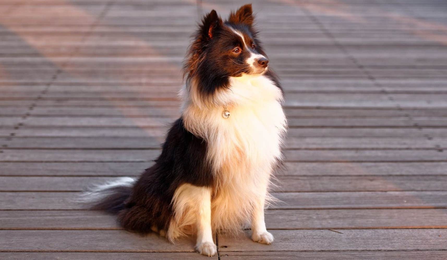 coronavirus in dogs