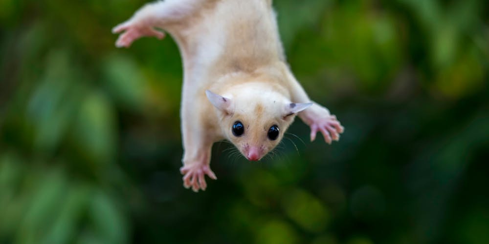 flying squirrel hang in there