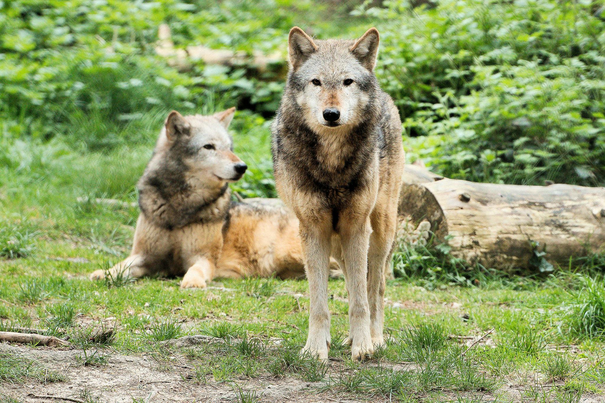 An image of two wolves in greenery. The omegaverse was inspired by erroneous understandings of wolf pack dynamics.