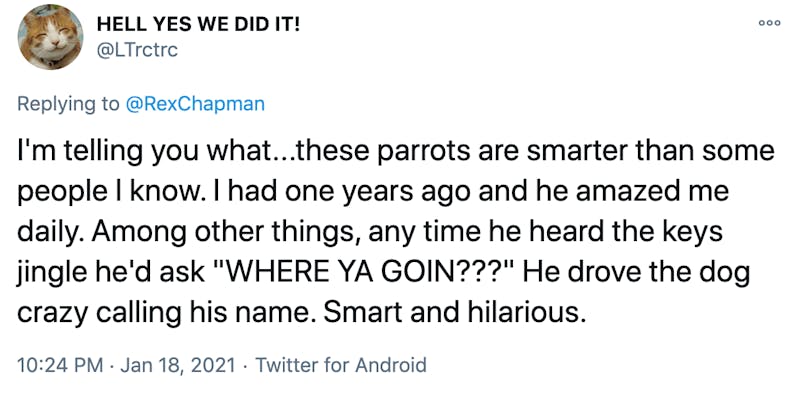 I'm telling you what...these parrots are smarter than some people I know. I had one years ago and he amazed me daily. Among other things, any time he heard the keys jingle he'd ask "WHERE YA GOIN???" He drove the dog crazy calling his name. Smart and hilarious.