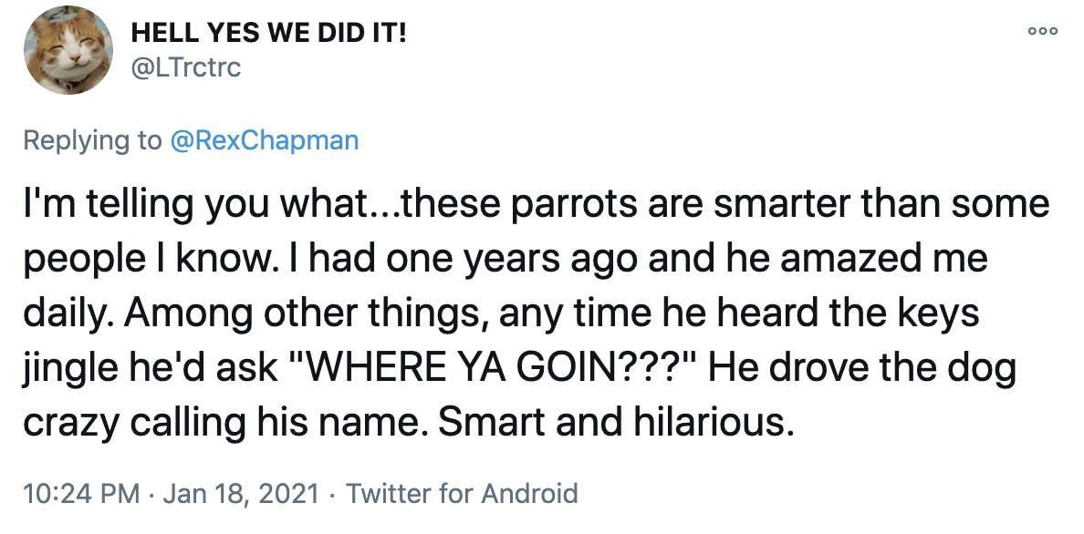 I'm telling you what...these parrots are smarter than some people I know. I had one years ago and he amazed me daily. Among other things, any time he heard the keys jingle he'd ask 'WHERE YA GOIN???' He drove the dog crazy calling his name. Smart and hilarious.