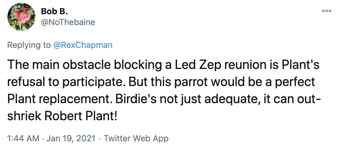 The main obstacle blocking a Led Zep reunion is Plant's refusal to participate. But this parrot would be a perfect Plant replacement. Birdie's not just adequate, it can out-shriek Robert Plant!