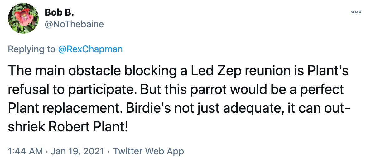 The main obstacle blocking a Led Zep reunion is Plant's refusal to participate. But this parrot would be a perfect Plant replacement. Birdie's not just adequate, it can out-shriek Robert Plant!