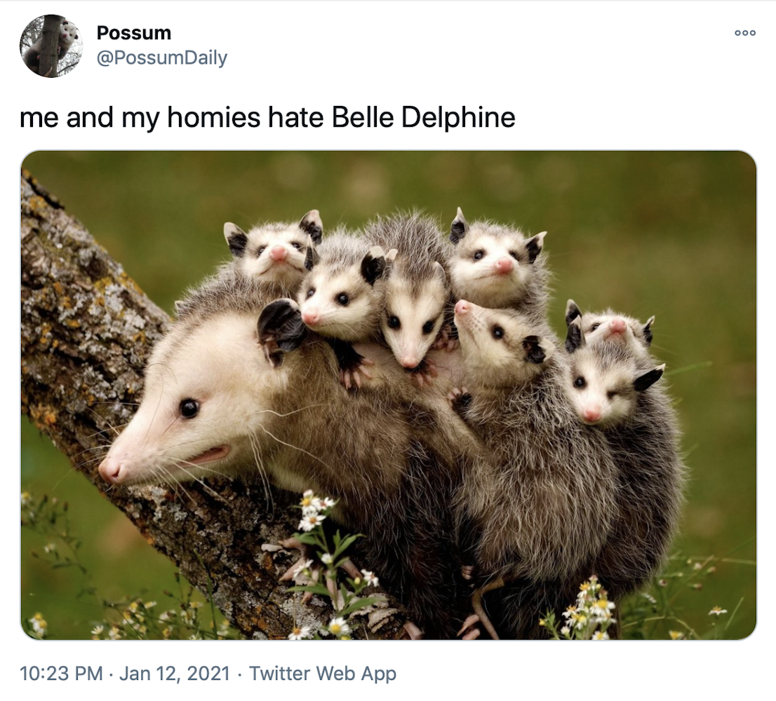 "me and my homies hate Belle Delphine" photograph of a possum on a branch with it's babies on it's back