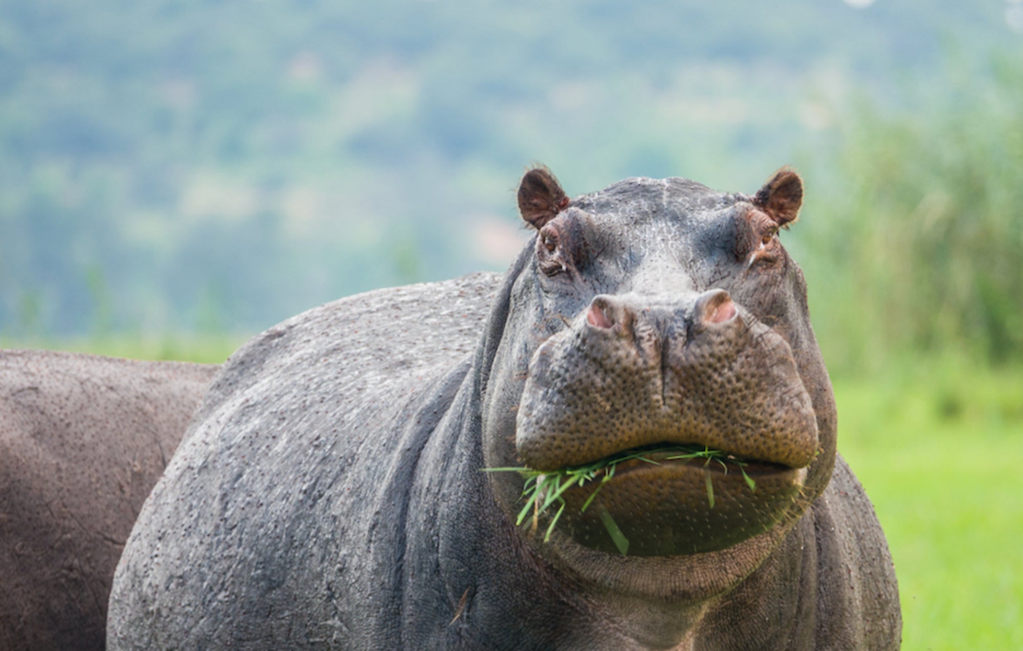 How Do You Solve a Problem Like Rapidly Breeding 'Cocaine Hippos'?