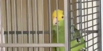 a yellow headed green parrot looks at the camera through the bars of a cage
