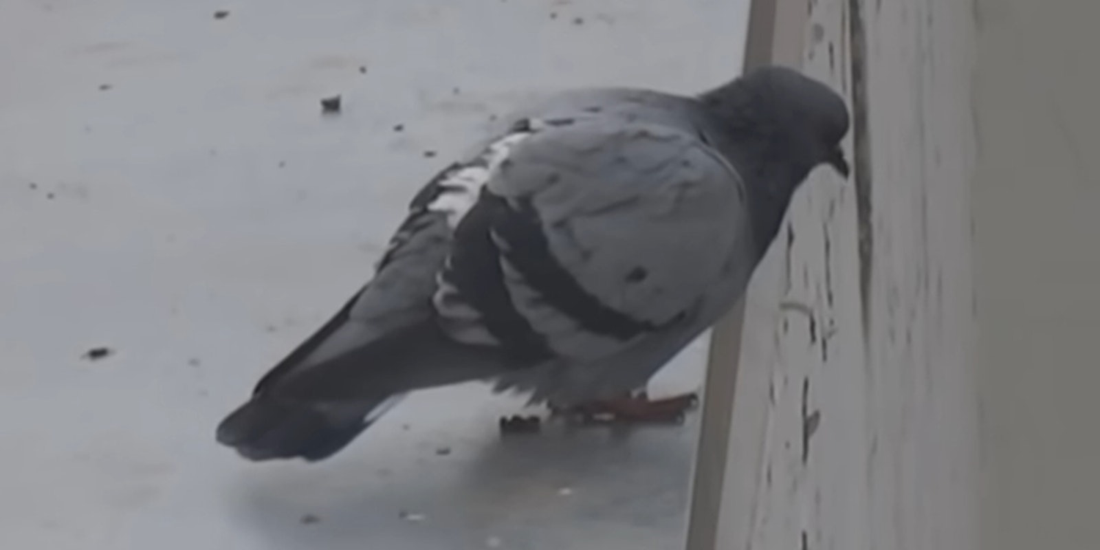 pigeon tiktok sound