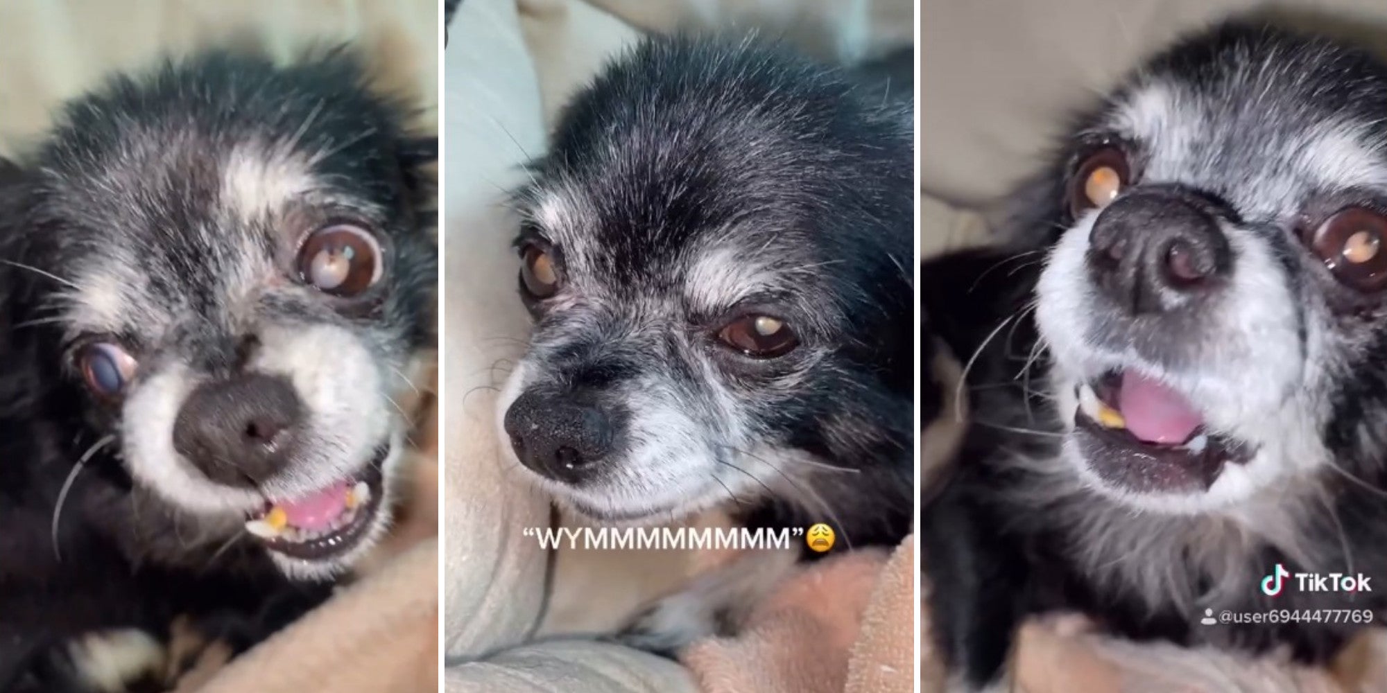Pudgywoke Dog Goes Viral With Six Million TikTok Followers